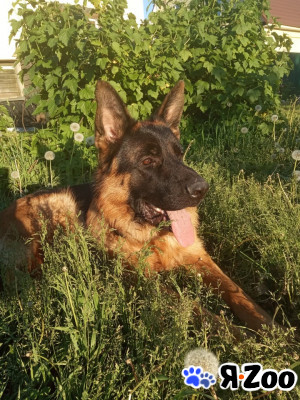 Отдам в добрые руки в Шатуре