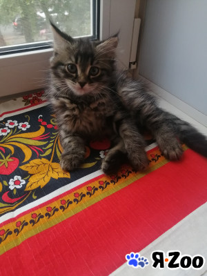 Котята даром в Кургане