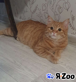 Рыжая красавица Нюша в добрые руки в Москве