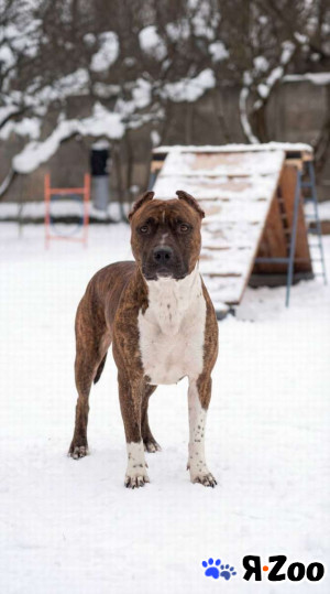 Питбуль Мунна ищет дом в Санкт-Петербурге