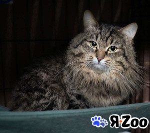 Очаровательный и нежный кот Алистер в добрые руки в Москве