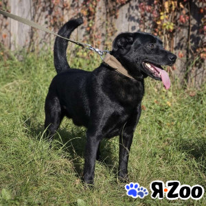 Красавчик Том ищет дом в Брянске даром