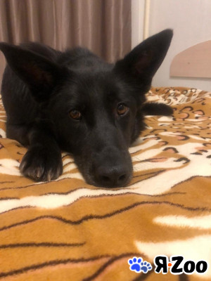 Отдам собаку в добрые руки в Москве даром