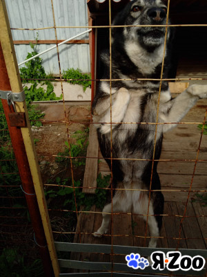Собака в добрые руки в Белоозёрском