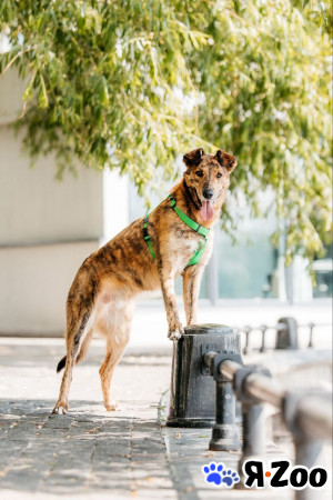 Бриллиант Крашик в Москве