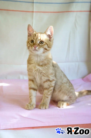 Сэр Леопард хочет домой в Ступино