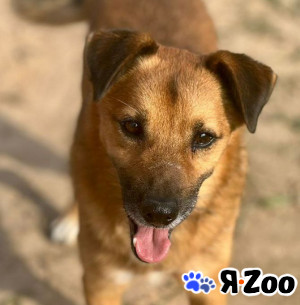 Ричард ищет семью, 13кг,средний возраст,Привит, Кастрирован в Коммунарке