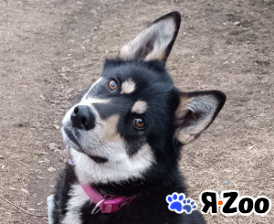 Мира ищет семью, 2года,23кг,Привита,Стерилизована в Коммунарке