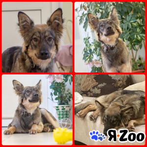 АДЕЛЬ в Москве даром