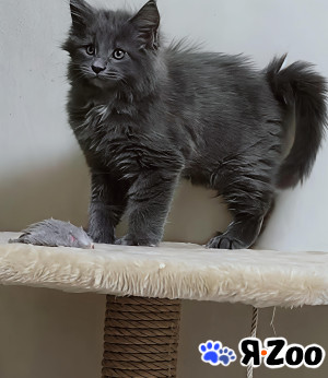 Мейн-куны в Москве 100 000 руб.