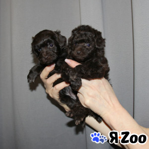 Той-пудель щенки - шоколадные. СПб в Санкт-Петербурге 80 000 руб.