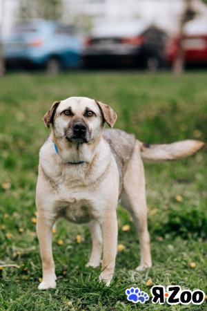 Арно ищет дом в Москве даром