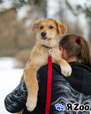 Срочно пристраиваются в добрые и надежные руки щенки в Москве даром