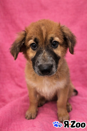 Щенок -девочка Мия в Москве