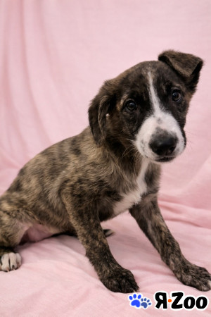 Щенок Терри ищет дом ( девочка) в Москве даром