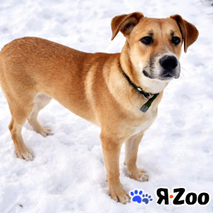 Мальчик Кабачок ищет дом в Москве даром