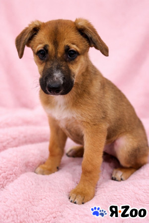 Щенок Минди в поисках дома в Москве