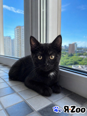 Котенок мальчик ищет дом в Москве даром