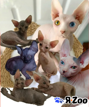 Донские котята ДГГ в Курске 15 000 руб.