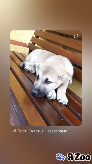 Щенок ищет семью в Можайске