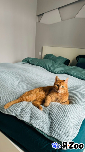 Рыжий кот ищет дом в Раменском