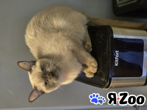 Котята Европейской Бурмы в Орехово-Зуево 45 000 руб.