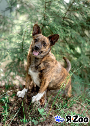 Тигровый кабанчик, звать Софа в Москве даром