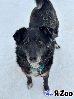Пушистый Дедуля мечтает стать домашним в Москве даром