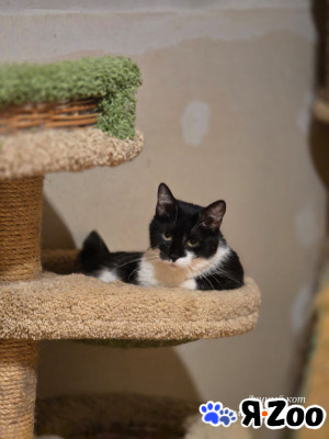 Котик Рембик в Москве