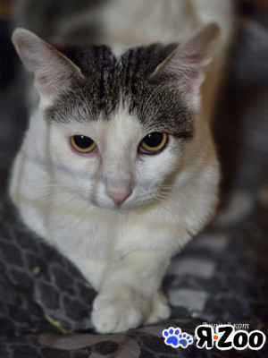 Котик Фокс в Москве