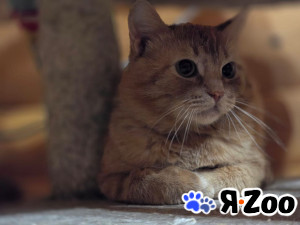 Котик Ирбис в Москве