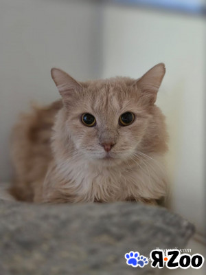 Котик Том в Москве даром