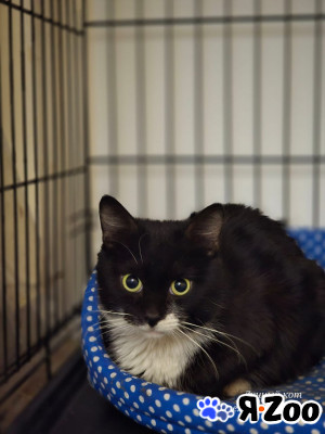 Котик Оствинд в Москве