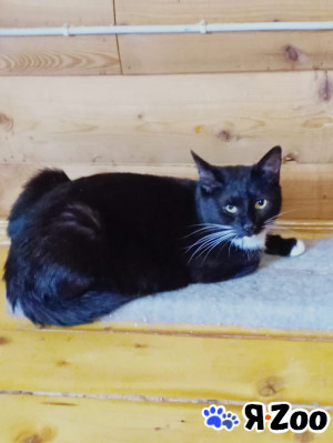 Кошечка Ингрид в добрые в Москве даром