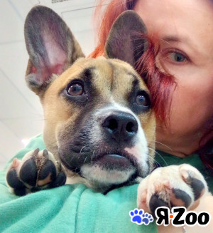 Очаровательная ушастая Черри ищет дом в Москве даром