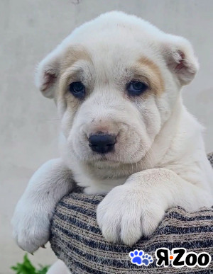 Продаются щенки 2 месяца в Пскове 350 000 руб.