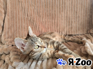 Маленькое чудо ищет дом в Домодедово