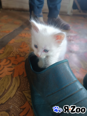 Котенок в добрые руки в Решетниково