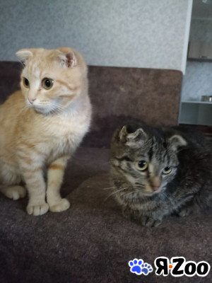 Котята в хорошие руки в Тюмени даром