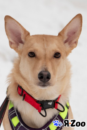 Небольшая собачка Лисян ищет дом и семью в Москве даром