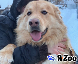 Мягкий и пушистый Лучик ищет дом в Москве даром