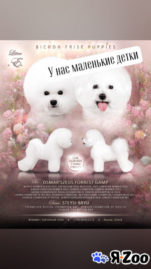 Продается щенок Бишон фризе в Омске 100 000 руб.