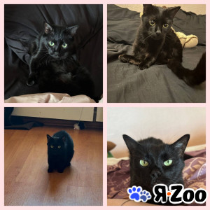 10 ЛЕТ ПРЕДАННОСТИ И ПУСТОТА ВПЕРЕДИ... СРОЧНО! ???????????? в Белгороде