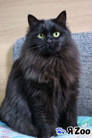 Сокровище Мося ищет любящую семью в Домодедово