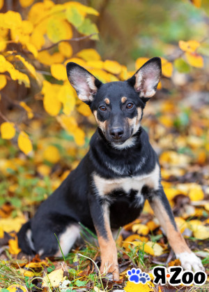 Кнопочка хочет домой в Воскресенске