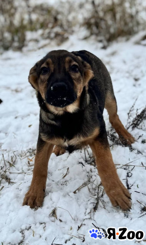 Малышка Пальма иет дом даром