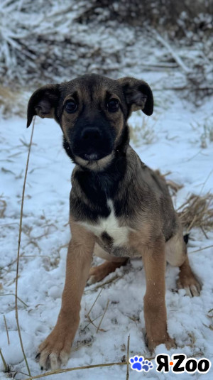 Подарите Мишель дом даром