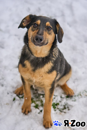 Милашкка в поисках дома в Воскресенске