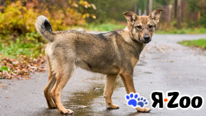 Малышка ищет любящих хозяев в Воскресенске