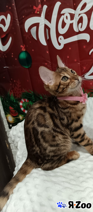 Котята бенгальской породы в Лыткарино 22 000 руб.